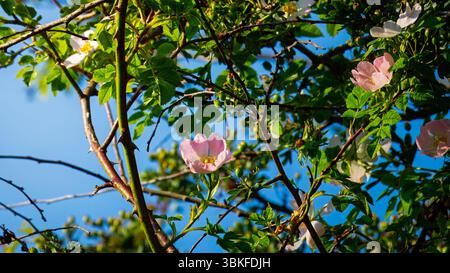 Hagebuttenblume. Blühender Hagebuttenbusch an einem sonnigen Sommertag, Nahaufnahme. Zart rosa Blüten auf einem Zweig von Hagebutten. Stockfoto