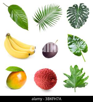 Tropische Blätter und Früchte isoliert auf weiß, Set Stockfoto