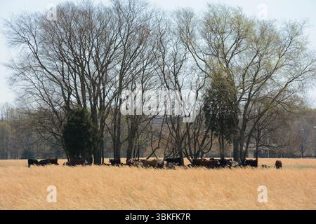 Milchfarm und Zigarettenfabrik im Besitz von Philip Morris, die für die Dreharbeiten großer Filme genutzt wurde. Red Bull übernimmt die neue Besitzerin. Stockfoto