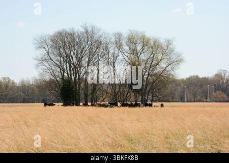 Milchfarm und Zigarettenfabrik im Besitz von Philip Morris, die für die Dreharbeiten großer Filme genutzt wurde. Red Bull übernimmt die neue Besitzerin. Stockfoto