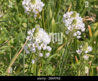 Weiße Ornithogalum umbellatum Blüten, die im natürlichen Sonnenlicht im Freien blühen Stockfoto