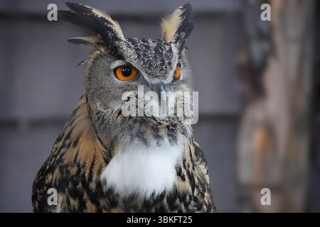 „Nahaufnahme einer majestätischen Eule mit leuchtenden orangen Augen und detaillierten Federn, ruhig im natürlichen Licht thront – professionelle Vogelfotografie.“ Stockfoto
