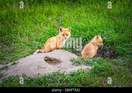 Baby Fox Kits spielen im Sommer außerhalb ihrer Höhle. Stockfoto