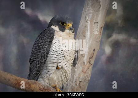 „Nahaufnahme eines Wanderfalken, der auf einem Ast thront und seinen scharfen Blick und seine detaillierten Federn zeigt – Vogelfotografie bei natürlichem Licht.“ Stockfoto