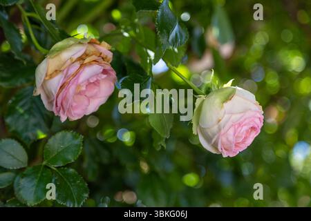 Zwei wunderschöne rosa und weiße Rosen blühen in einem Garten, aber eine von ihnen zeigt erste verwelkte und getrocknete Blüten Stockfoto