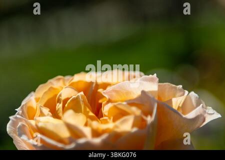 Sanftes Sonnenlicht beleuchtet die zarten Blütenblätter einer gelben Rose in einer Nahaufnahme und fängt die komplizierten Details und sanften Kurven der Blume als ein Stockfoto