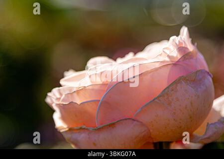 Sanftes Sonnenlicht beleuchtet die zarten Blütenblätter einer rosa Rose in einer Nahaufnahme und fängt dabei die komplizierten Details und sanften Kurven der Blume ein Stockfoto