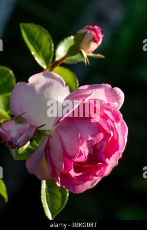 Sanftes Sonnenlicht beleuchtet die zarten Blütenblätter einer roten Rose in einer Nahaufnahme und erfasst die komplizierten Details und sanften Kurven der Blume Stockfoto