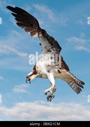 Osprey fliegt auf blauem Himmel, Kanada Stockfoto