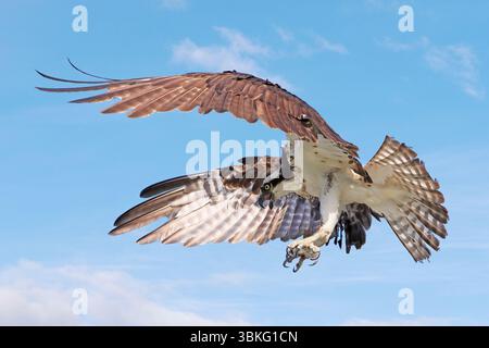 Osprey fliegt auf blauem Himmel, Kanada Stockfoto