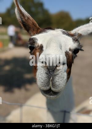 Nahaufnahme eines Lama mit neugierigem Ausdruck, aufgenommen in einem Streichelzoo oder einer Farm an einem sonnigen Tag. Stockfoto