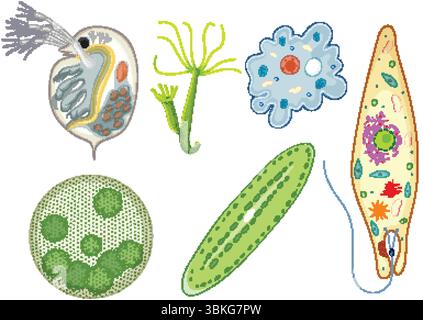 Detaillierte Vektor-Illustration verschiedener Mikroorganismen in leuchtenden Farben, die verschiedene Formen und Strukturen mit einem wissenschaftlichen Fokus zeigt Stock Vektor