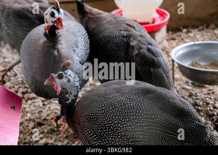 Nahaufnahme von Guineafowl mit Helm im Zoo Stockfoto