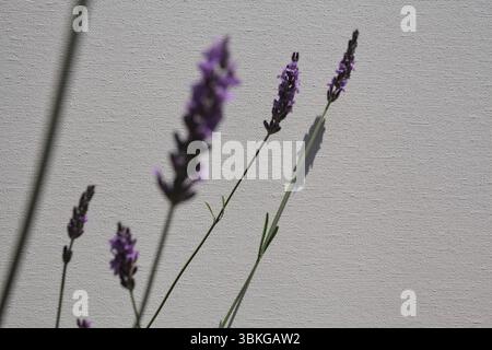 Sonnendurchflutete Lavendelblüten auf ihren Stielen und Schatten auf weißem Hintergrund aus nächster Nähe Stockfoto