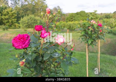 Rosa und rote Rosen in voller Blüte, wachsen auf Rosenbüschen mit einem grünen, grasbewachsenen Boden unter den Bäumen. Stockfoto