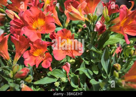 Orange Hemerocallis Blüten in einer Vase aus der Nähe Stockfoto