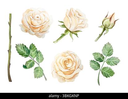 Pfirsichrosen setzen Aquarelle. Pastellblumen, Knospen, grüne Blätter, Stängel. Handgezeichnete Vektorgrafik. Für Grußkarten, Hochzeitseinladungen, Sommer Stock Vektor