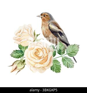 Rosenaquarell. Ein Vogel sitzt auf einem Ast. Schöne pastellfarbene Pfirsichblüten und braune finke. Handgezeichnete Vektorgrafik. Für Vintage-Grußkarten Stock Vektor