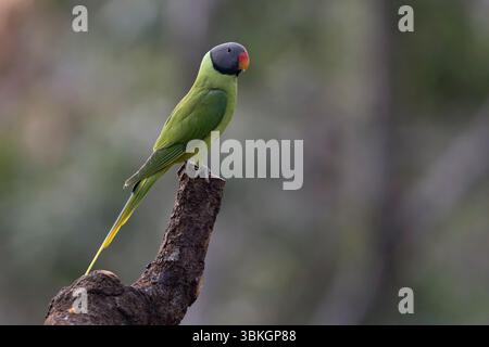 Sittich mit Schieferkopf, Sattal, Uttarakhand, Indien, Januar 2025 Stockfoto