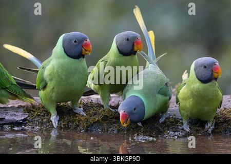 Sittich mit Schieferkopf, Sattal, Uttarakhand, Indien, Januar 2025 Stockfoto