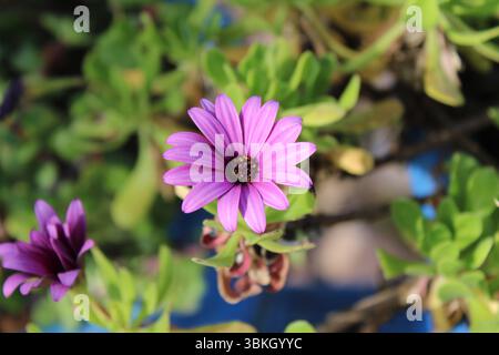 Strauchiger Daisybusch, afrikanischer Gänseblümchen, Dimorphothèque arbustive, Dimorfoteca arbustiva - Dimorphotheca fruticosa - Asteraceae Stockfoto