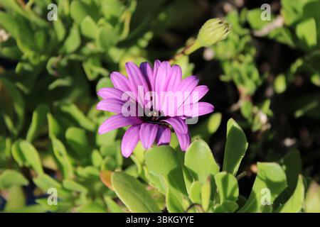 Strauchiger Daisybusch, afrikanischer Gänseblümchen, Dimorphothèque arbustive, Dimorfoteca arbustiva - Dimorphotheca fruticosa - Asteraceae Stockfoto