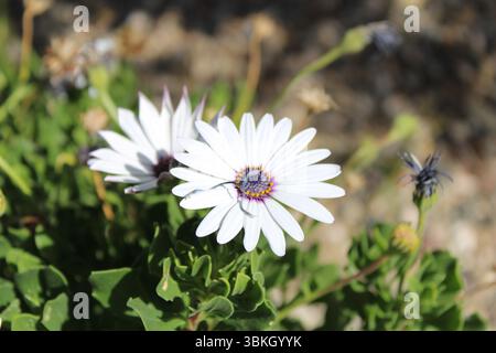 Strauchiger Daisybusch, afrikanischer Gänseblümchen, Dimorphothèque arbustive, Dimorfoteca arbustiva - Dimorphotheca fruticosa - Asteraceae Stockfoto