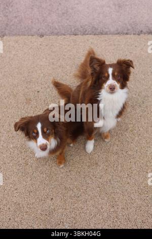 Zwei braune und weiße Hunde stehen nebeneinander Stockfoto