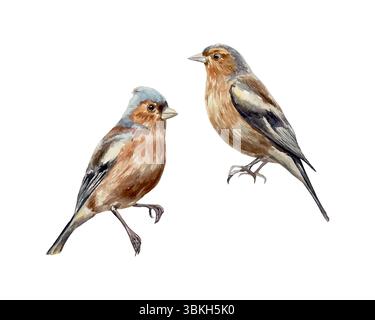 Vogelaquarell. Schöne braune Finken. Handgezeichnete Vektorgrafik. Für Vintage-Grußkarten, Hochzeitseinladungen, Banner, Etiketten, Poster. Stock Vektor