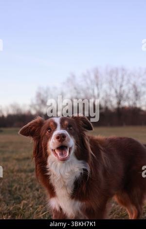 Der Miniaturhund Australian Shepherd in rot-Tri-Farbe steht mit offenem Mund auf einem Feld Stockfoto