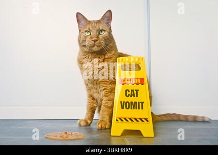 Niedliche orangene Katze, die neben einer Katze sitzt und sich erbrochen hat, ist ein Warnschild auf dem Boden. Stockfoto