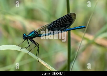 Nahaufnahme einer blauen Libelle auf einem Blatt. Stockfoto