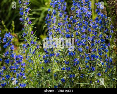 Massierte Stacheln der britischen Wildblumen- und Gartenpflanze, Echium vulgare, Vioer;s Bugloss Stockfoto