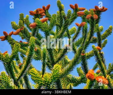 Lebendiger Affenpuzzle-Baum mit üppigen grünen Nadeln und markanten orangefarbenen Kegeln vor einem leuchtenden blauen Himmel, perfekt für Naturfotografie, Botanische Kunst und exotische Garten-Inspirationen Stockfoto