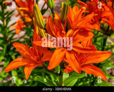 Leuchtende orange Lilien in voller Blüte, strahlend Wärme und Eleganz inmitten üppiger grüner Blätter, perfekt für Blumenkunst, Gartendekor und Naturfotografie Inspirationen, Eine atemberaubende Sommerblumenshow Stockfoto