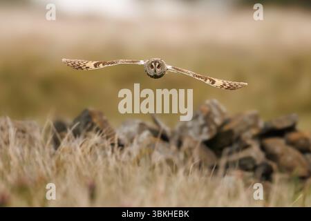 Langohrige Eulen in Lancashire. Stockfoto