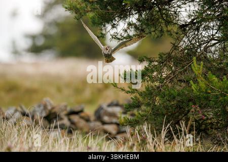 Langohrige Eulen in Lancashire. Stockfoto