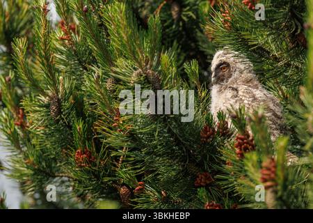 Langohrige Eulen in Lancashire. Stockfoto