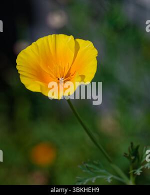 Gelbe Wildblume Wildblume mit orangefarbenem Zentrum isoliert durch geringe Tiefe des Feldes natürlichen Hintergrund Stockfoto