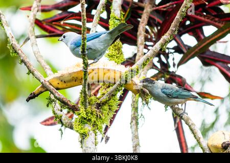 Blaugraue Tanager (Thraupis episcopus) und Rufous-gekrönte Tanager (Tangara vitriolina) ernähren sich von einer Banane in einem üppigen kolumbianischen Garten, umgeben von Trop Stockfoto