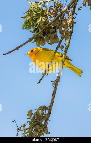 Safranfinke (Sicalis flaveola) auf einem trockenen Zweig mit blauem Himmel. Sein hellgelbes Gefieder steht im Kontrast zu den umliegenden Blättern Stockfoto