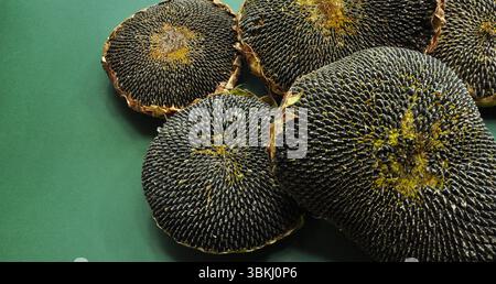 Sonnenblumenkopf, voller Samen. Geerntete Sonnenblumen. Erntekonzept. Grüner Hintergrund Stockfoto