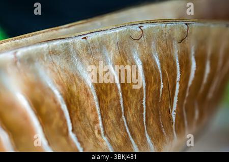 Mimoza-Baumschoten auf Makrofoto Stockfoto