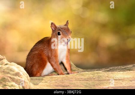 Erwachsenes rotes Eichhörnchen. Brownsea Island, Dorset, Großbritannien Stockfoto
