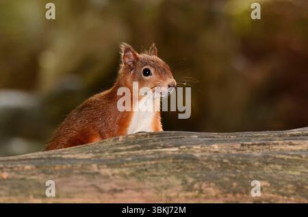 Erwachsenes rotes Eichhörnchen. Brownsea Island, Dorset, Großbritannien Stockfoto