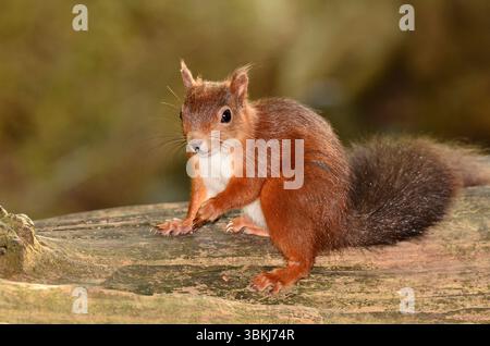 Erwachsenes rotes Eichhörnchen. Brownsea Island, Dorset, Großbritannien Stockfoto
