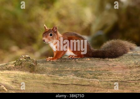 Erwachsenes rotes Eichhörnchen. Brownsea Island, Dorset, Großbritannien Stockfoto