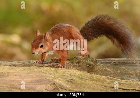 Erwachsenes rotes Eichhörnchen. Brownsea Island, Dorset, Großbritannien Stockfoto