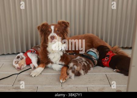 Brauner und weißer Hund liegt auf dem Boden neben einem roten Hund Stockfoto