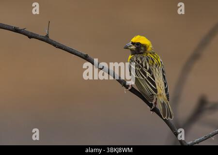 Baya Weaver ist ein Weaverbird auf dem indischen Subkontinent. Bekannt für ihre hängenden, retortenförmigen Nester, die aus Gras gewebt wurden. Stockfoto